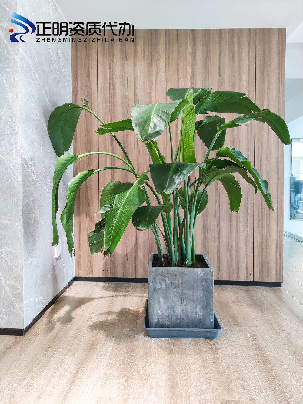 綠植.jpg 綠植.jpg